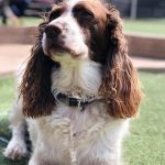 096___February-2012__Fudge___English-Springer-Spaniel-150x150-1