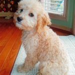 097___January-2012__Deke-Share__Cockapoo-150x150-1