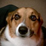 099___November-2011__Bucky__Welsh-Corgi-Cardigan__Bucky-Derr-150x150-1