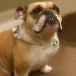 110___December-2010__Daisy-Cook__English-Bulldog-copy-150x150-1