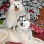 114___August-2010__Rocket-and-Brandi__Husky-150x150-1