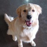 117___May-2010__Bo-Frich__Golden-Retriever-150x150-1