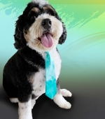 141__Tucker-Bentley__Bernese-Mountain-Dog-mix2