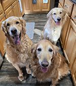 Barklee-Taffy-and-Diamond__March-2026
