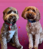 Bogey-And-Bailey__Feb-2025