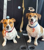 Buster-and-Bandit-Palazzolo___Jack-Russell-Terriers__Nov-2024