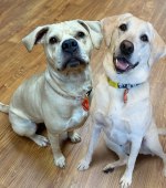 Daisy-and-Peaches-Briscoe-copy