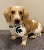 Finley-Thompson__Mini-Dachshund___July-2025Rocky-Cloud__Rough-Collie__June-2025__smaller