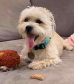 Finn-Carpenter___Shih-Tzu-Mix__Oct-2024