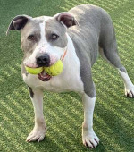 Saddler__December-2025