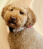 THUMBNAIL__Reecie-Thayer__February-2026