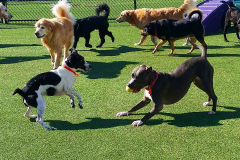 Great-Pic-at-Bark-A-Bout-1