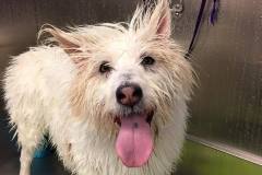 Mia-getting-a-bath-1