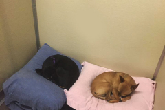 13692719_1168194309910511_1225341283502294058_n