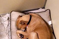 Otis-Sleeping