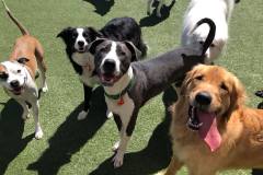 Tucker-Dieter-Buddy-maybe-and-Bruno-2