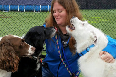 Mollys-Dog__lucy__14___Lab_english-Setter-Mix-2