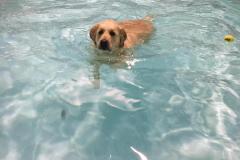Bailey-V-5