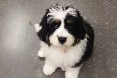 Georgie___bernese-mountain-dog-poodle-australian-shepherd-mix