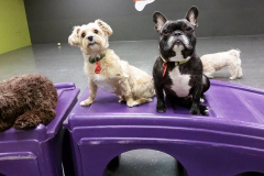 Murphy-Carpenter-and-Diesel-S.