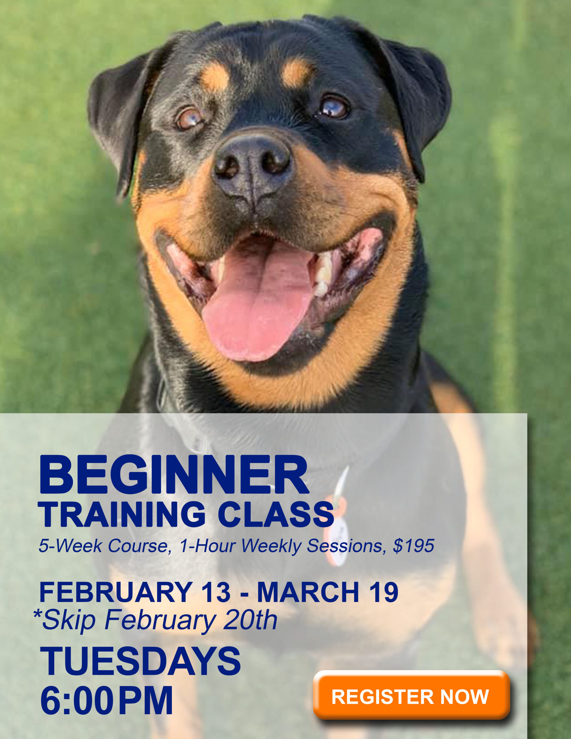 Beginner dog 2024 training classes