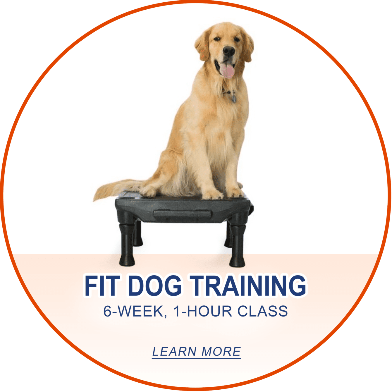 dog-training-in-shelby-township-mi-bark-a-bout