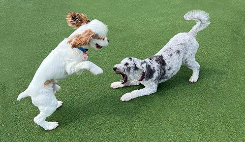 Monthly best sale dog daycare