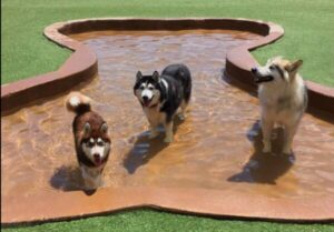 Three dogs in a shallow pool