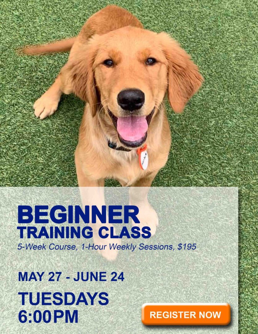 Beginner Obedience Bark-A-Bout